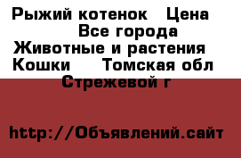 Рыжий котенок › Цена ­ 1 - Все города Животные и растения » Кошки   . Томская обл.,Стрежевой г.